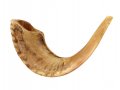 Gift Box Shofar Set with Natural Ram's Horn, spray and pouch