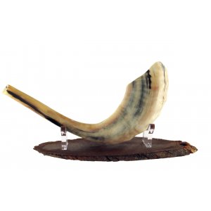 Oval Wood Stand for Shofar with Lucite Clips - For Rams Horn 11-18 Inches length