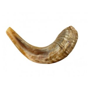 Small Shofar Rams Horn for Children - Light Colors