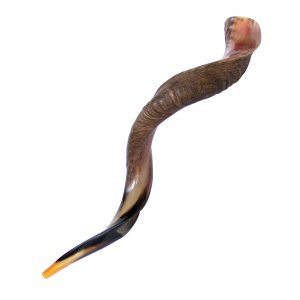 XL Half Polished Half Natural Yemenite Shofar