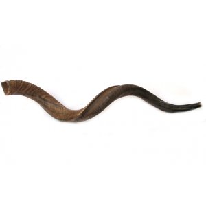 XL Natural Yemenite Shofar