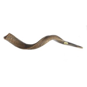 Natural Yemenite Shofar - Large