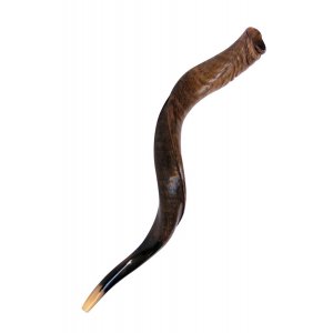 Natural Yemenite Shofar - Medium