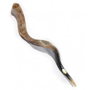 Yemenite Polished Shofar - Extra Large