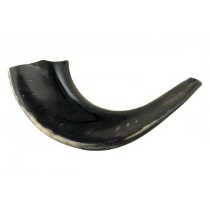 Small Black Ram's Horn Shofar - Polished