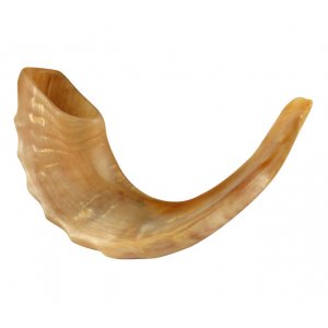 Polished Rams Horn Shofar - Medium Size