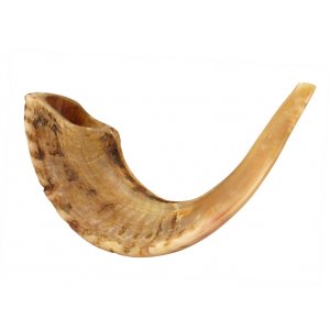 Light Shades Large Ram's Horn Shofar with Natural Finish