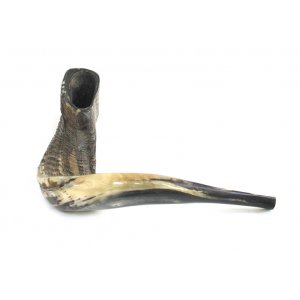 XL Natural Black Rams Horn Shofar