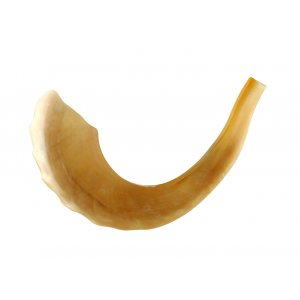 Polished Rams Horn Shofar - Large