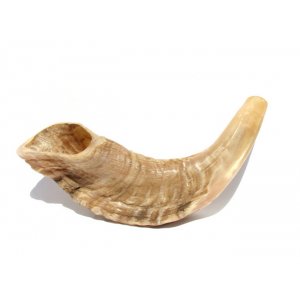 Natural Rams Horn Shofar - Small