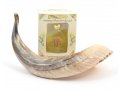 Anointing Shofar Made of a Natural Ram's Horn + Galilee Anointing Oil Frankincense and Myrrh