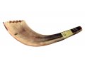 Crown Cut Moroccan Cut Ram's Horn Shofar - Light