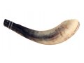 Crown Cut Moroccan Cut Ram's Horn Shofar - Light