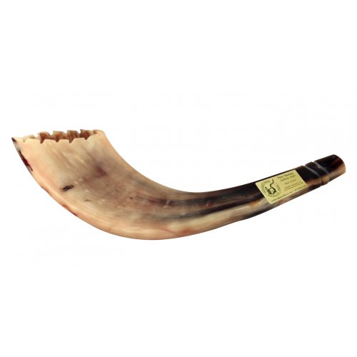 Crown Cut Moroccan Cut Ram's Horn Shofar - Light