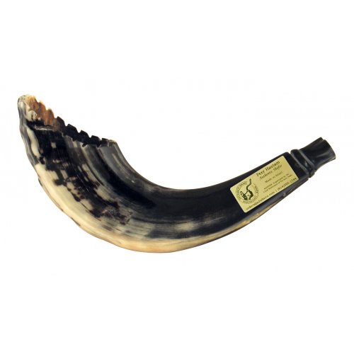 Crown Cut Ram's Horn Shofar in Moroccan Style - Dark