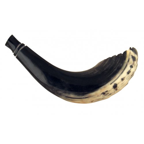 Crown Cut Ram's Horn Shofar in Moroccan Style - Dark