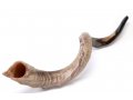 Crown Design Nostalgic Natural Yemenite Shofar