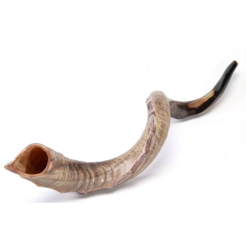 Crown Design Nostalgic Natural Yemenite Shofar