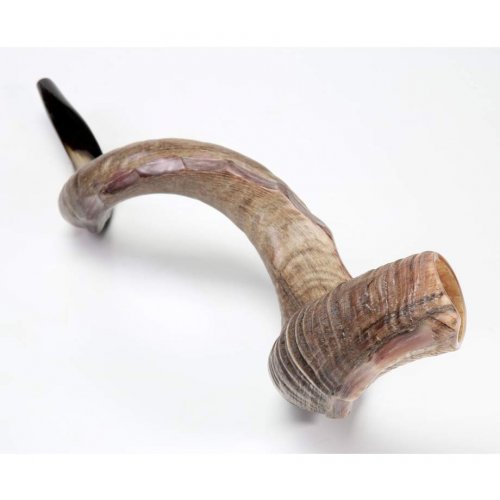 Crown Design Nostalgic Natural Yemenite Shofar