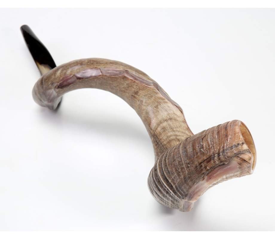 Crown Design Nostalgic Natural Yemenite Shofar