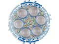 Flowers Seder Plate with Glass Bowls - Dorit Judaica