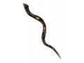 Gold Grapevine Hand Painted Yemenite Shofar