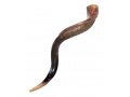 Half Polished Half Natural Yemenite Shofar - Large