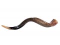 Half Polished Half Natural Yemenite Shofar - Large