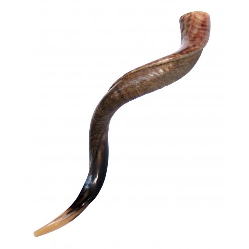 Half Polished Half Natural Yemenite Shofar - Large