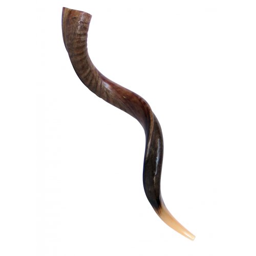 Half Polished Half Natural Yemenite Shofar - Large