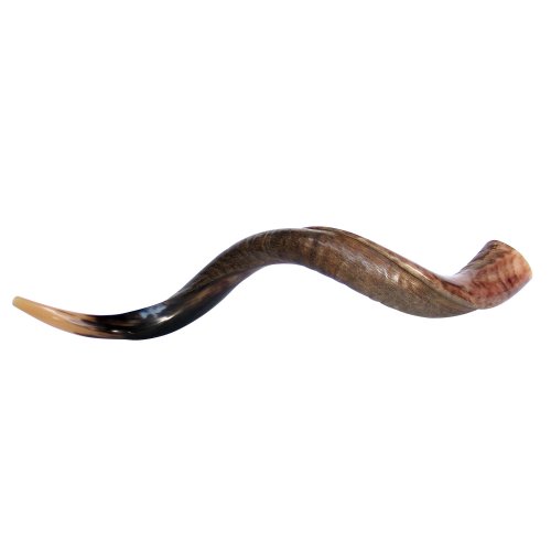 Half Polished Half Natural Yemenite Shofar - Large