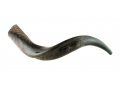 Half Polished Half Natural Yemenite Shofar - Small