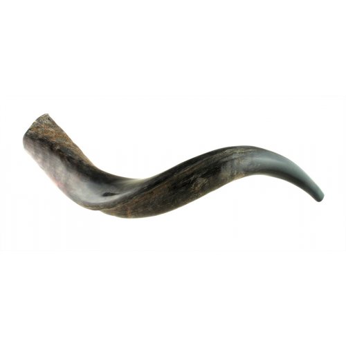 Half Polished Half Natural Yemenite Shofar - Small