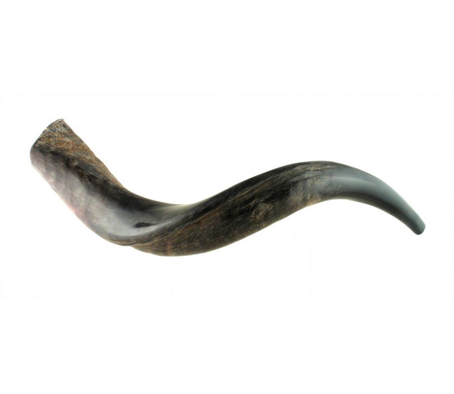 Half Polished Half Natural Yemenite Shofar - Small