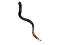 Lion of Judah Hand Painted Yemenite Shofar