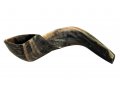 Natural Black Rams Horn Shofar - Large