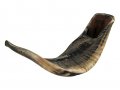 Natural Black Rams Horn Shofar - Large