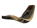 Natural Black Rams Horn Shofar - Large