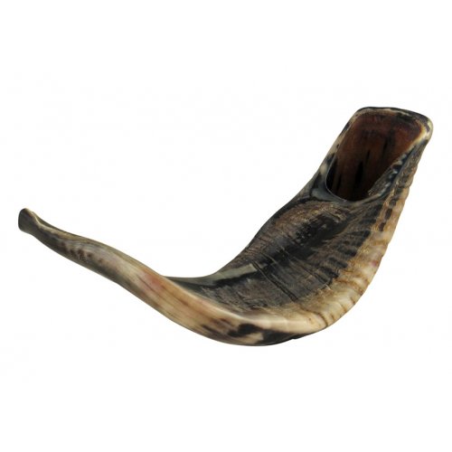 Natural Black Rams Horn Shofar - Large