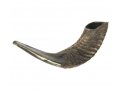 Natural Finish Black Rams Horn Shofar - Medium