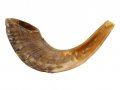 Natural Rams Horn Shofar - Medium