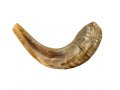 Natural Rams Horn Shofar - Medium