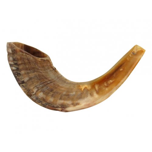 Natural Rams Horn Shofar - Medium