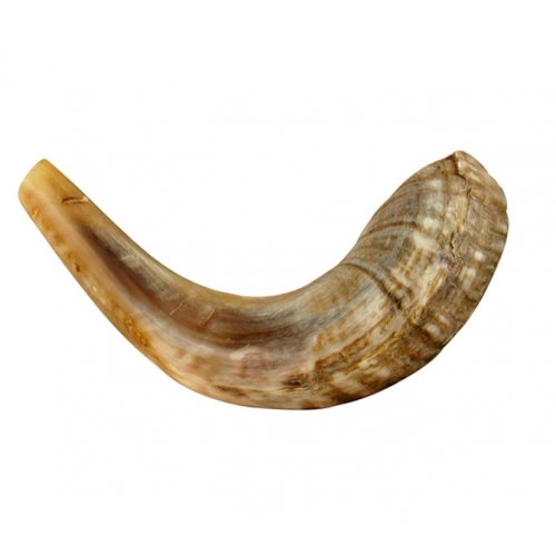 Natural Rams Horn Shofar - Medium