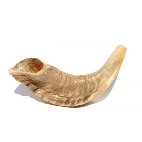 Natural Rams Horn Shofar - Small