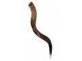 Natural Yemenite Shofar - Medium