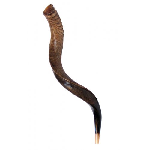 Natural Yemenite Shofar - Medium