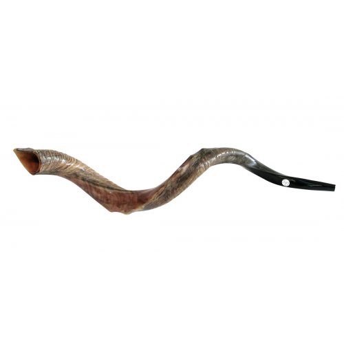 Nostalgic Crown Design Half Natural Half Polish Yemenite Shofar