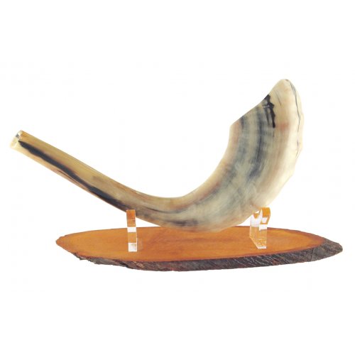 Oval Wood Stand for Shofar with Lucite Clips - For Rams Horn 11-18 Inches length