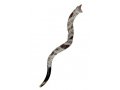 Pearl Decorated Yemenite Shofar